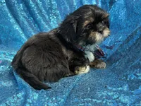 Dobie male, a male Shih Tzu for sale in Middletown, OH – 6 of 10