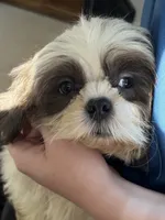 Akc blue male , a male Shih Tzu for sale in Middletown, OH – 2 of 2