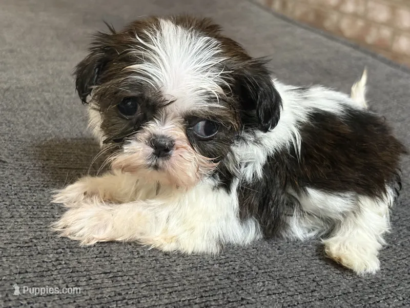 Akc bitty baby – Shih Tzu puppy for sale in Middletown, OH