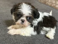 Akc bitty baby, a female Shih Tzu for sale in Middletown, OH – 2 of 5