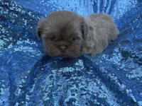 Lavender male, a male Shih Tzu for sale in Middletown, OH – 2 of 2