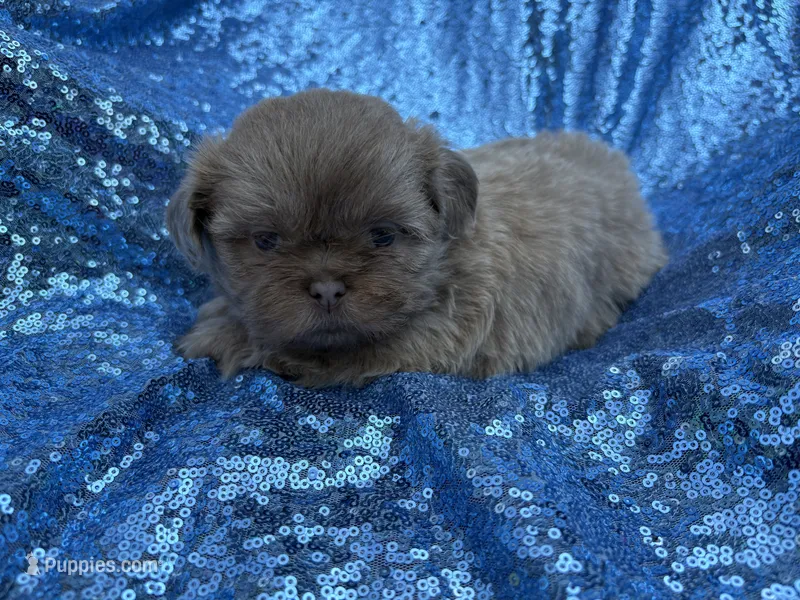 Lavender male – Shih Tzu puppy for sale in Middletown, OH