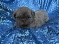 Lavender male, a male Shih Tzu for sale in Middletown, OH – 1 of 2