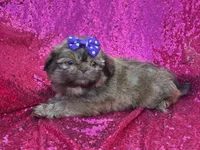 Red female , a female Shih Tzu for sale in Middletown, OH – 5 of 7