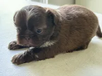 Chocolate girl, a female Shih Tzu for sale in Middletown, OH – 2 of 2