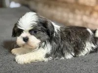 Akc blue male , a male Shih Tzu for sale in Middletown, OH – 6 of 8