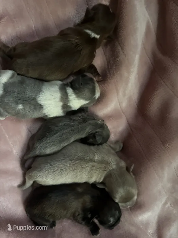 Shihtzu babies – Shih Tzu puppy for sale in Middletown, OH