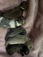 Shihtzu babies, a male Shih Tzu for sale in Middletown, OH – 1 of 1