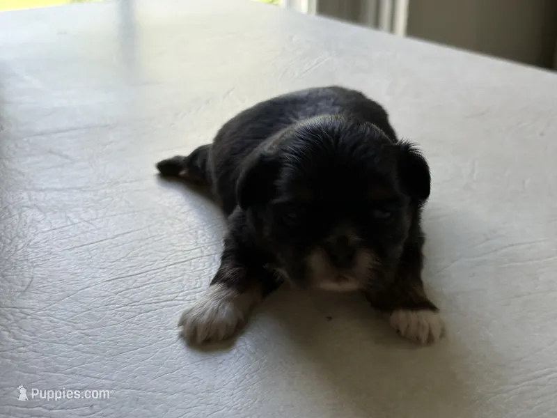 Dobie male – Shih Tzu puppy for sale in Middletown, OH