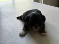 Dobie male, a male Shih Tzu for sale in Middletown, OH – 1 of 1