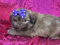 Red female , a female Shih Tzu for sale in Middletown, OH – 4 of 7