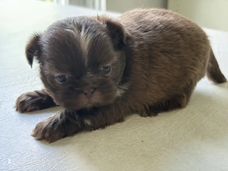 Chocolate girl – Shih Tzu puppy for sale in Middletown, OH