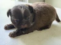 Chocolate girl, a female Shih Tzu for sale in Middletown, OH – 1 of 2
