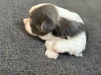 Akc blue male , a male Shih Tzu for sale in Middletown, OH – Photo 4 of 4