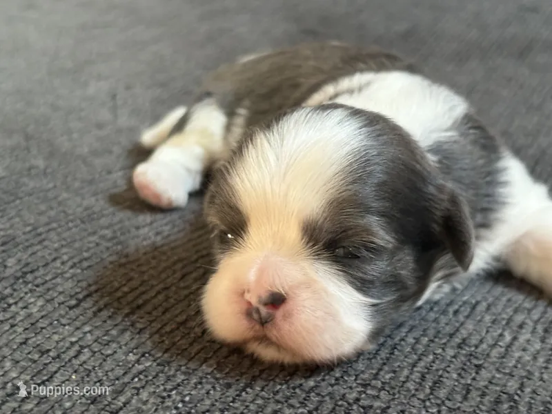 Akc blue male  – Shih Tzu puppy for sale in Middletown, OH