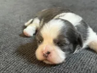 Akc blue male , a male Shih Tzu for sale in Middletown, OH – Photo 1 of 4
