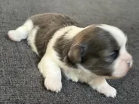 Akc blue male , a male Shih Tzu for sale in Middletown, OH – Photo 3 of 4