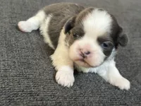 Akc blue male , a male Shih Tzu for sale in Middletown, OH – Photo 2 of 4