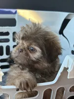 Red female , a female Shih Tzu for sale in Middletown, OH – 7 of 7