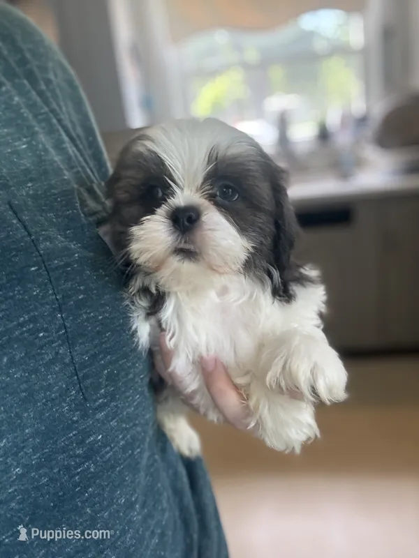 Akc blue male  – Shih Tzu puppy for sale in Middletown, OH
