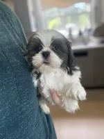 Akc blue male , a male Shih Tzu for sale in Middletown, OH – 1 of 8