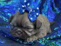 Red female , a female Shih Tzu for sale in Middletown, OH – 3 of 3