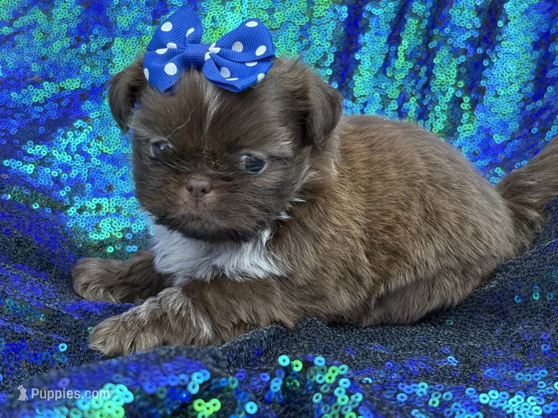 Chocolate female – Shih Tzu puppy for sale in Middletown, OH