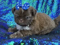 Chocolate female, a female Shih Tzu for sale in Middletown, OH – 1 of 4