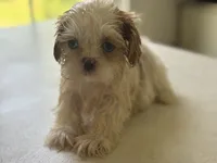 Akc pearl, a female Shih Tzu for sale in Middletown, OH – 5 of 7