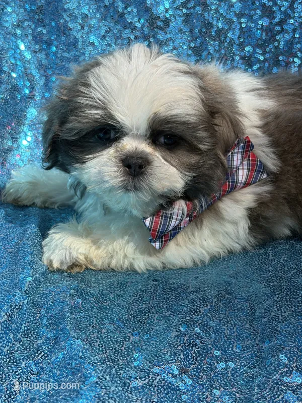 Blue n white male – Shih Tzu puppy for sale in Middletown, OH