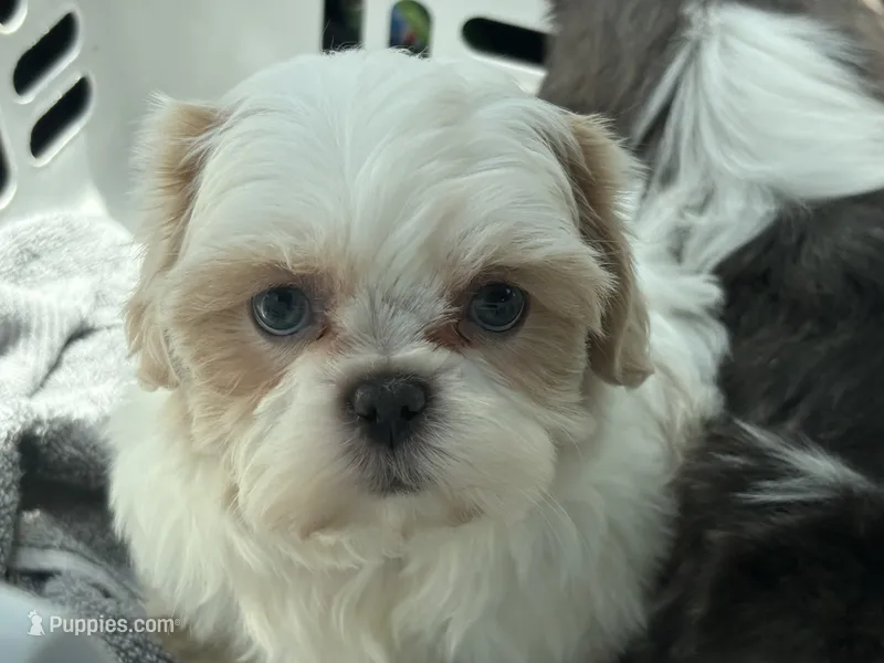 Akc opal – Shih Tzu puppy for sale in Middletown, OH