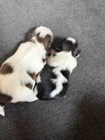 Akc bitty baby, a female Shih Tzu for sale in Middletown, OH – Photo 2 of 2