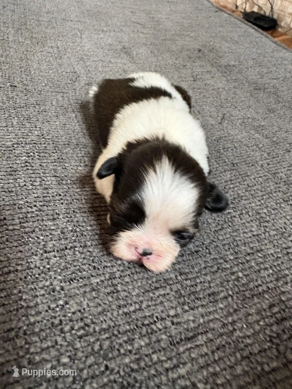 Akc bitty baby, a female Shih Tzu for sale in Middletown, OH – Photo 1 of 2