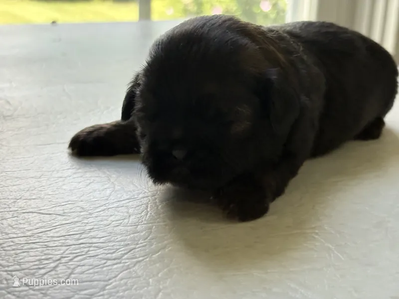 Deep red male – Shih Tzu puppy for sale in Middletown, OH