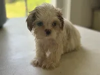 Akc pearl, a female Shih Tzu for sale in Middletown, OH – 7 of 7