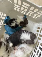 Akc bitty baby, a female Shih Tzu for sale in Middletown, OH – 3 of 5