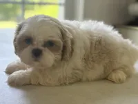 Akc opal, a female Shih Tzu for sale in Middletown, OH – 3 of 3