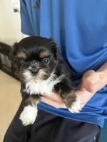 Dobie male, a male Shih Tzu for sale in Middletown, OH – 2 of 10
