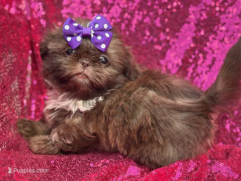 Chocolate female – Shih Tzu puppy for sale in Middletown, OH