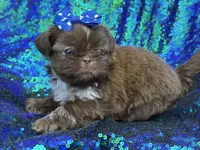 Chocolate female, a female Shih Tzu for sale in Middletown, OH – 3 of 4