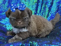 Chocolate female, a female Shih Tzu for sale in Middletown, OH – 4 of 4
