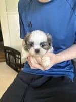 Blue n white male, a male Shih Tzu for sale in Middletown, OH – 4 of 4