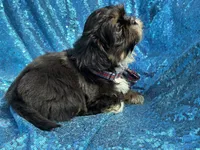 Dobie male, a male Shih Tzu for sale in Middletown, OH – 7 of 10