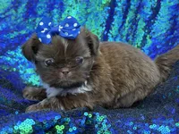 Chocolate female, a female Shih Tzu for sale in Middletown, OH – 2 of 4