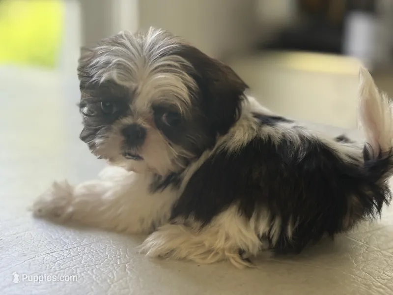 Akc bitty baby – Shih Tzu puppy for sale in Middletown, OH