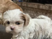 Akc pearl, a female Shih Tzu for sale in Middletown, OH – 3 of 7