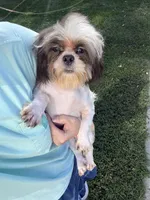 Akc blue male , a male Shih Tzu for sale in Middletown, OH – 1 of 4