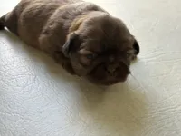 Chocolate female , a female Shih Tzu for sale in Middletown, OH – 1 of 1