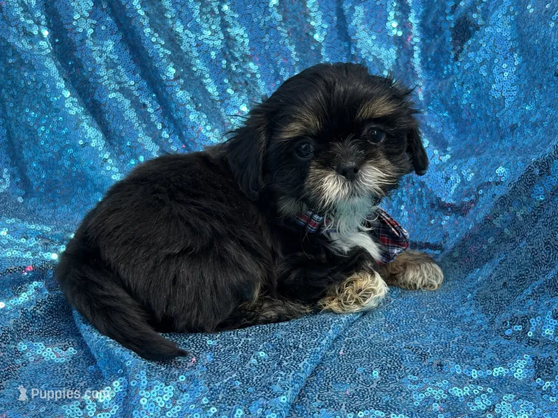 Dobie male – Shih Tzu puppy for sale in Middletown, OH