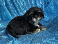 Dobie male, a male Shih Tzu for sale in Middletown, OH – 1 of 10